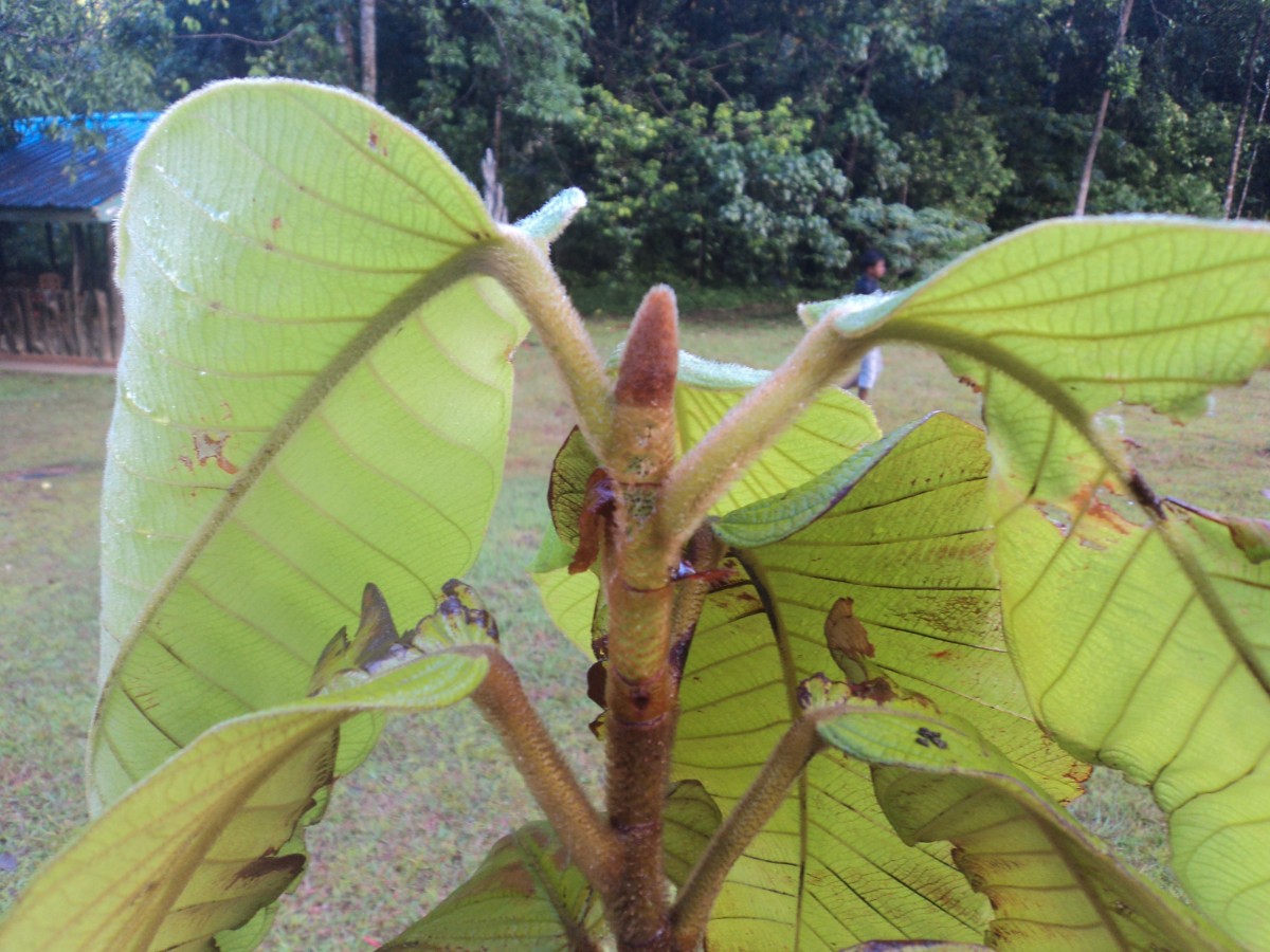 Dipterocarpus hispidus Thwaites